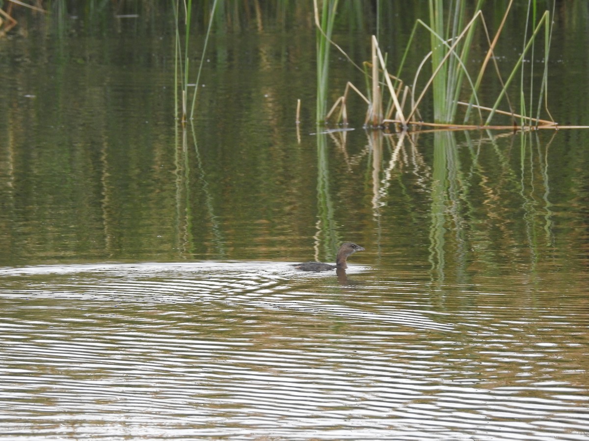 Pied-billed Grebe - ML647256214