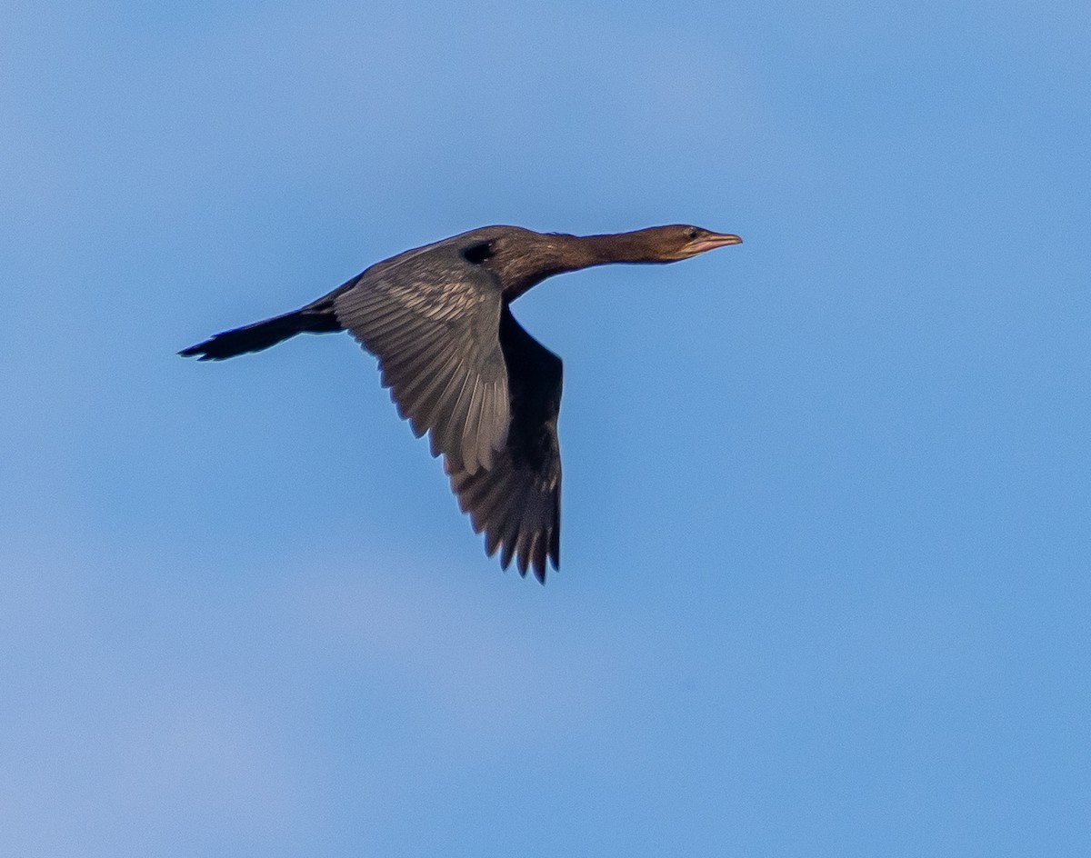 Баклан малий - ML647256217