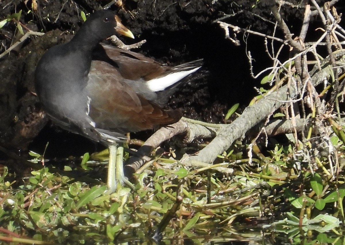 Курочка латиноамериканська - ML647256227