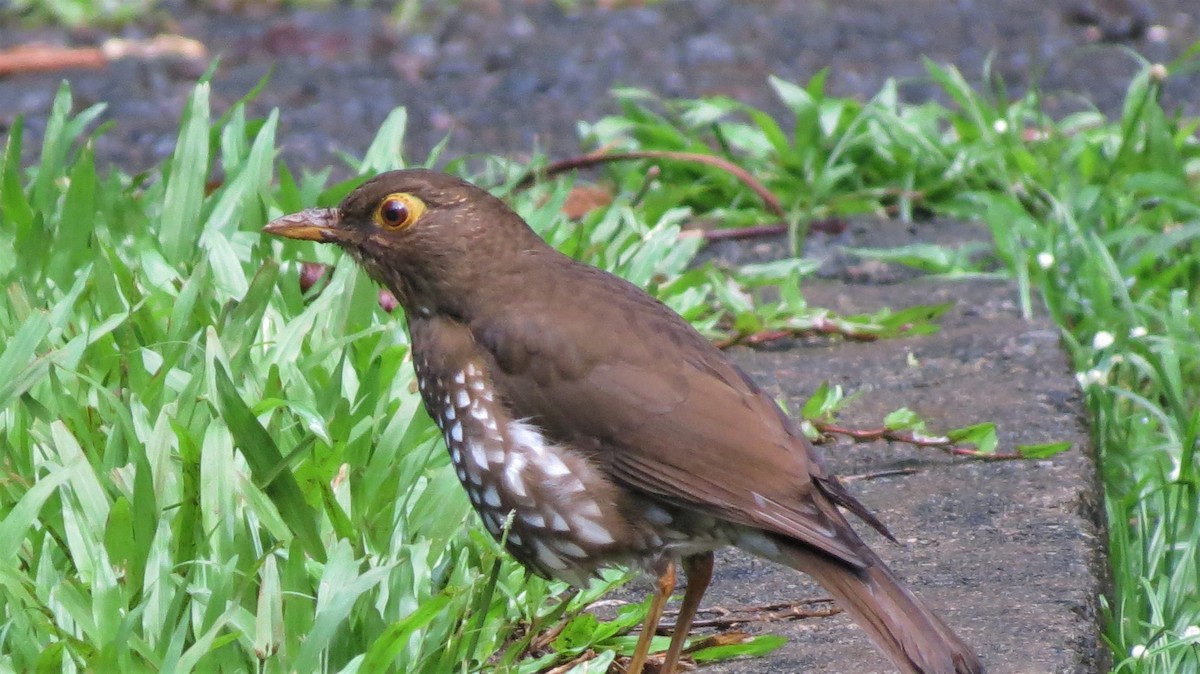 Forest Thrush - ML647256229