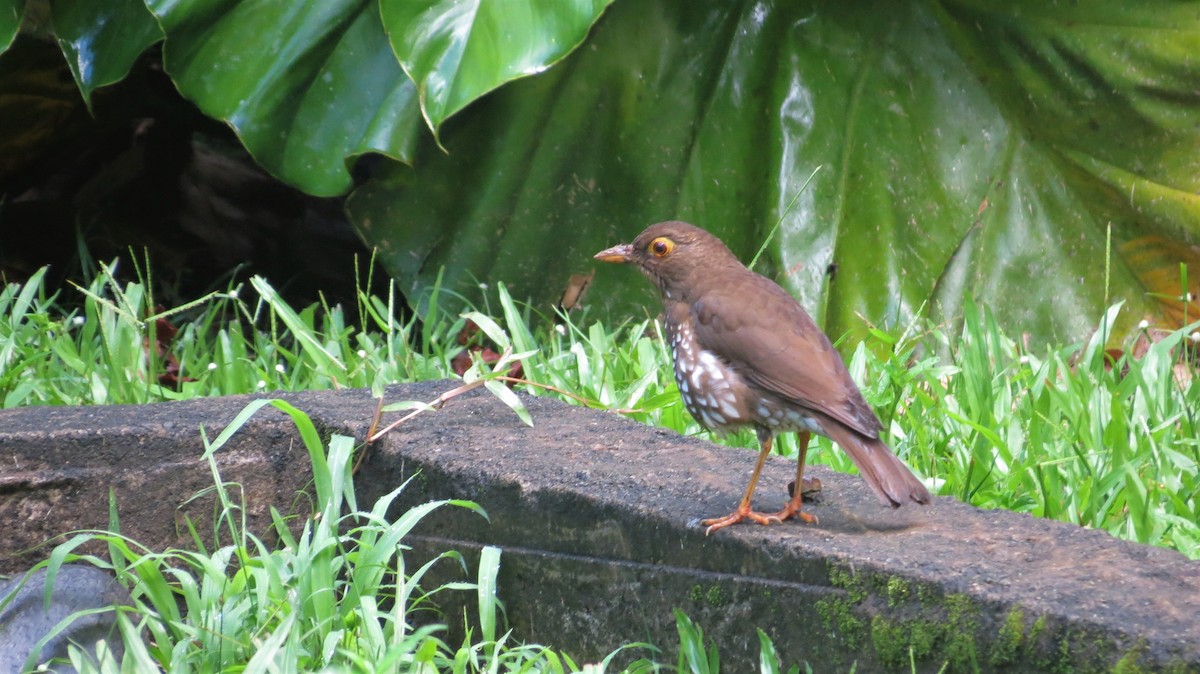 Forest Thrush - ML647256230