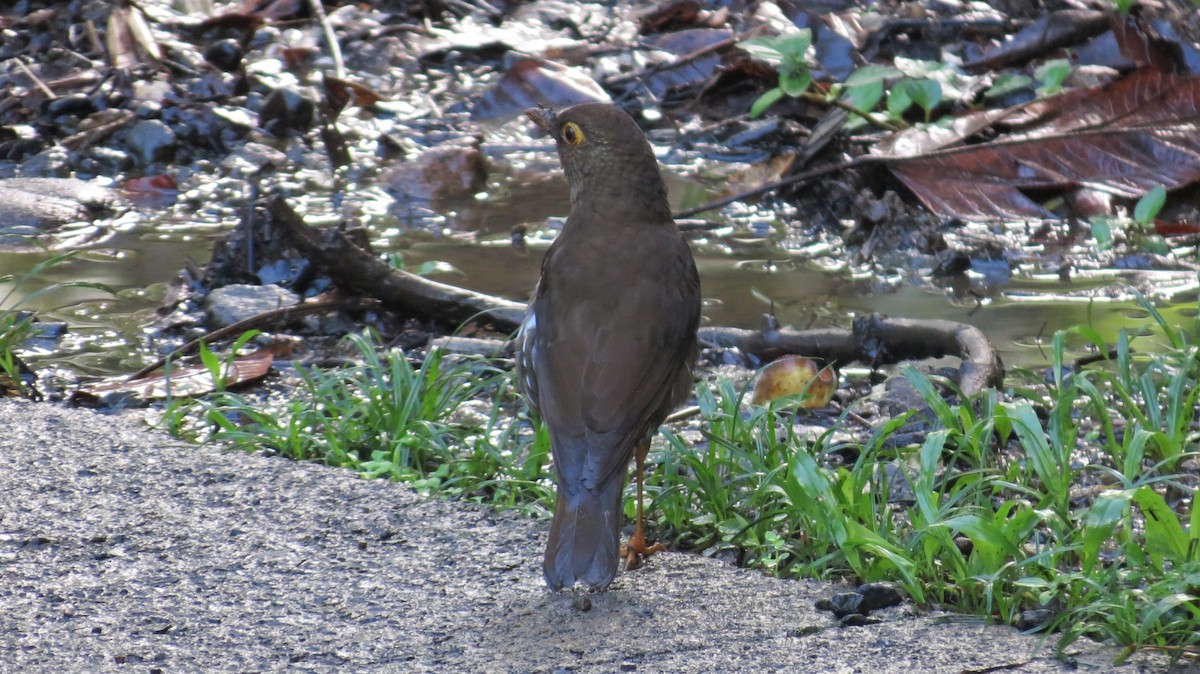 Forest Thrush - ML647256231