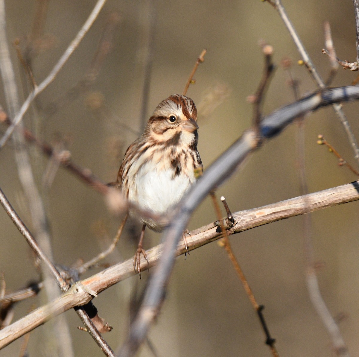 strnadec zpěvný - ML647256242