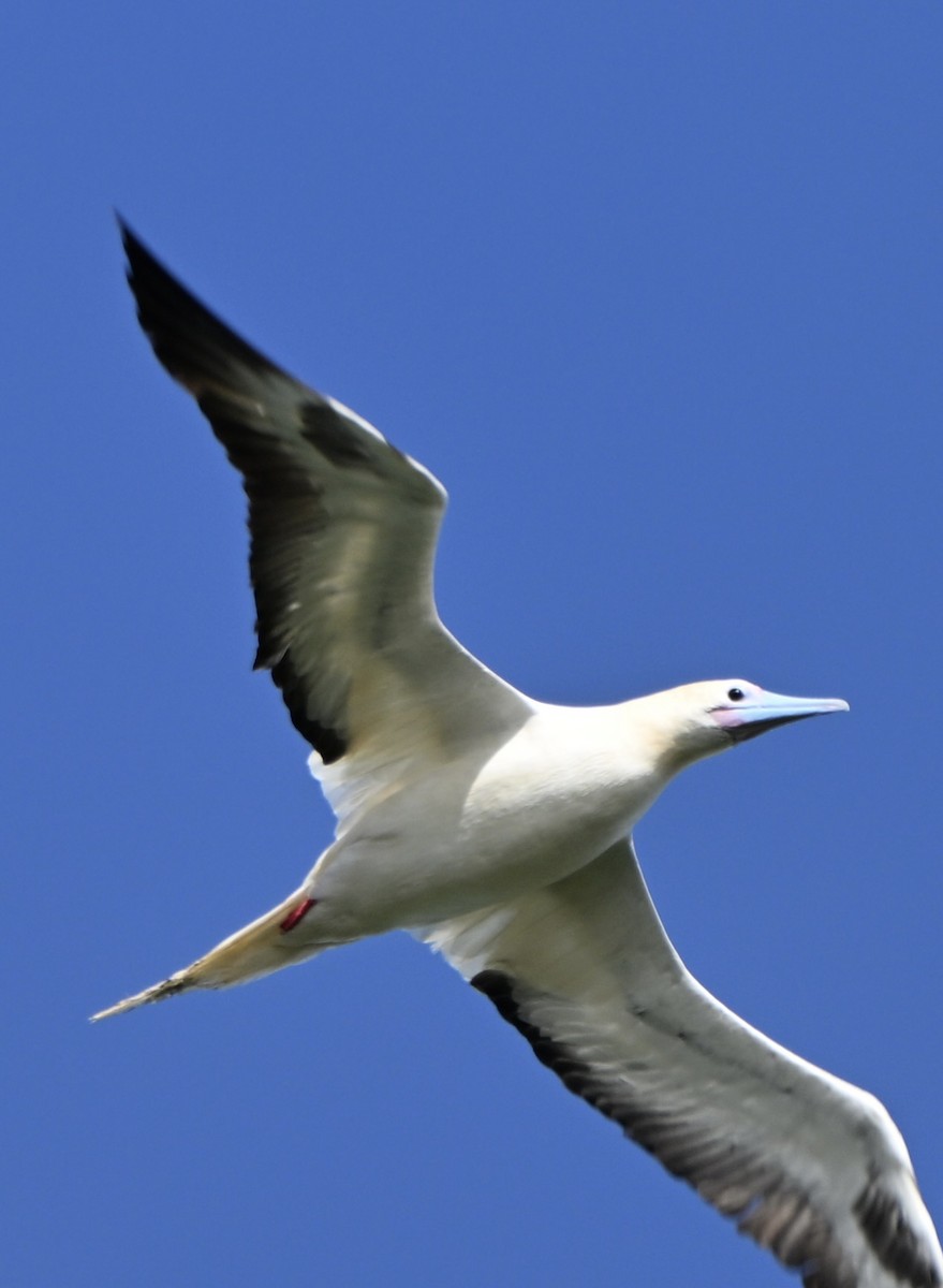 Rotfußtölpel - ML647256247