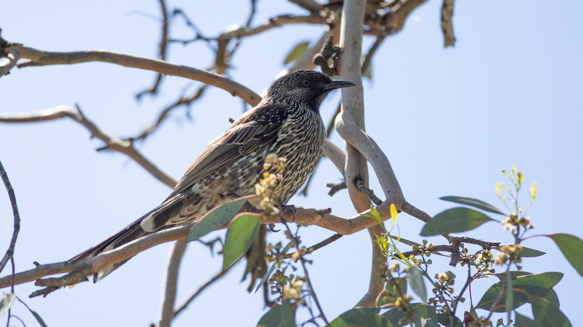 ハイガシラミツスイ - ML647256261