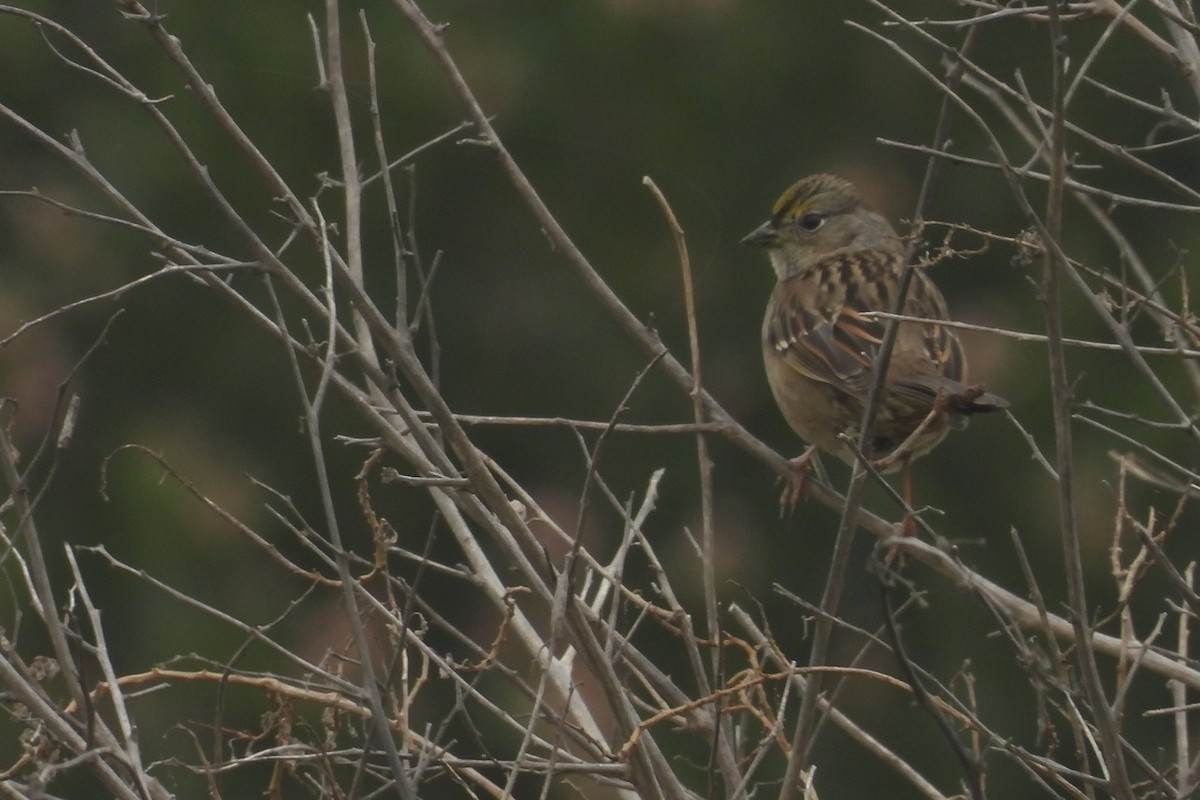 Golden-crowned Sparrow - ML647256262