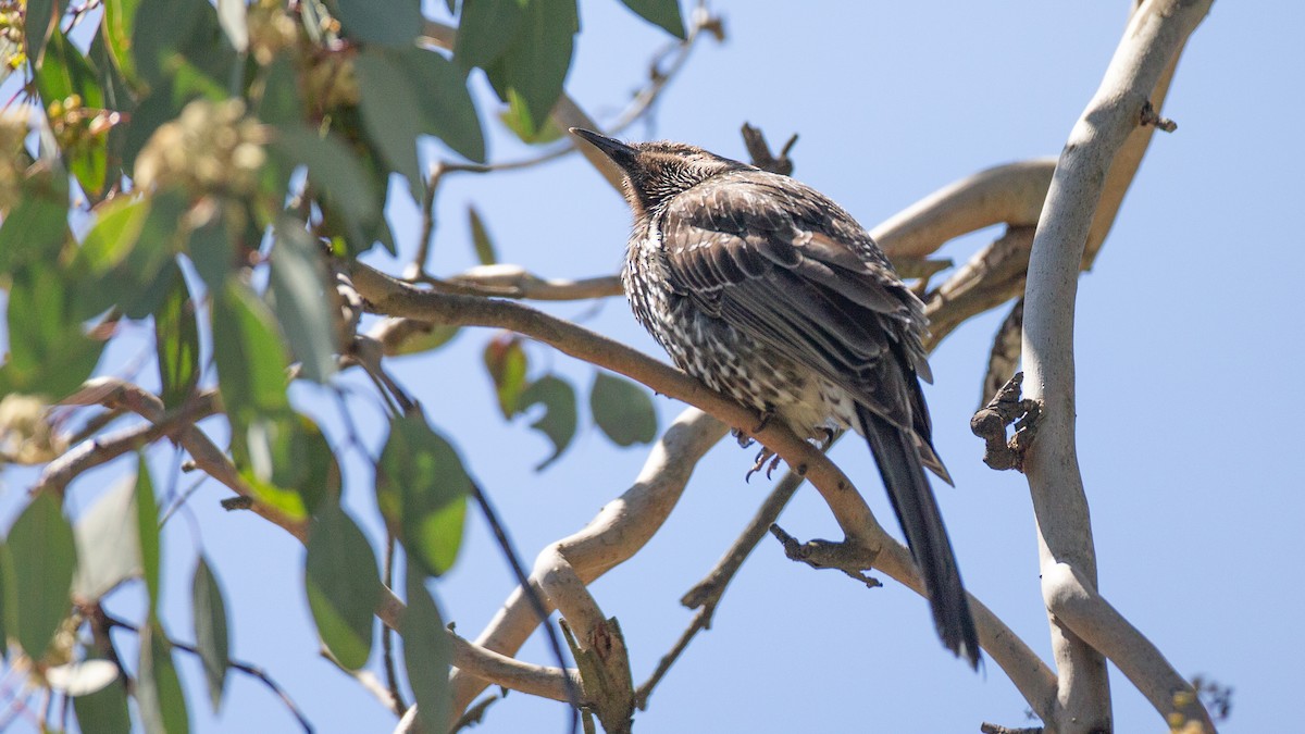 ハイガシラミツスイ - ML647256263