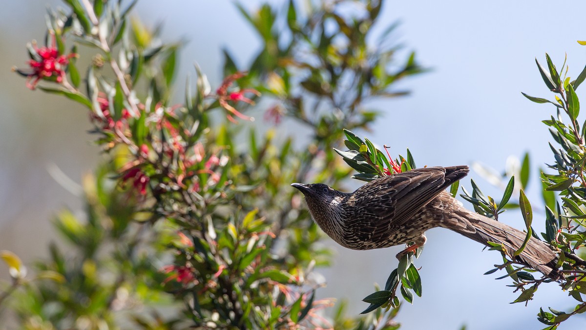 ハイガシラミツスイ - ML647256264