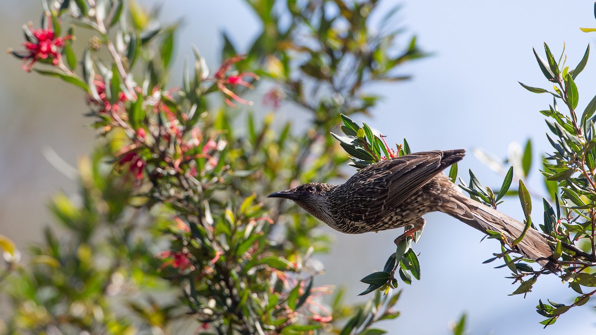 ハイガシラミツスイ - ML647256265