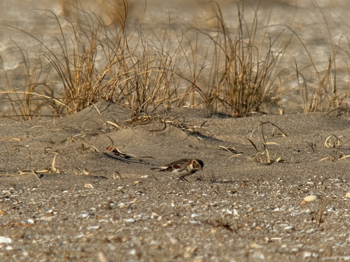 Подорожник лапландський - ML647256267