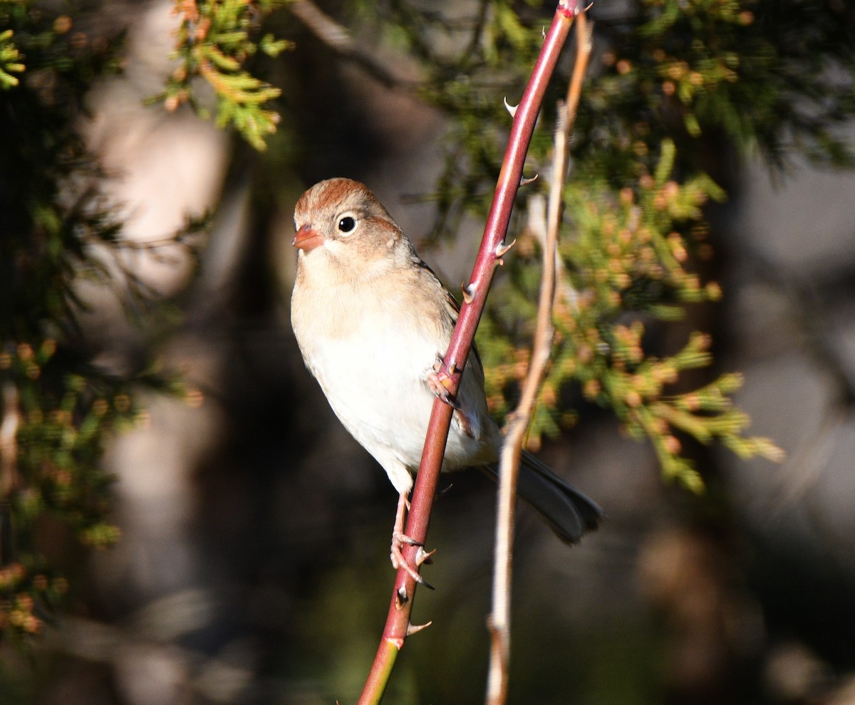 Field Sparrow - ML647256281