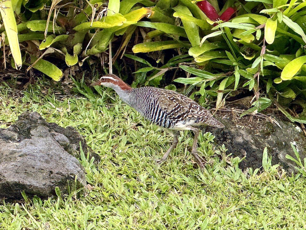 Пастушок смугастий - ML647256282