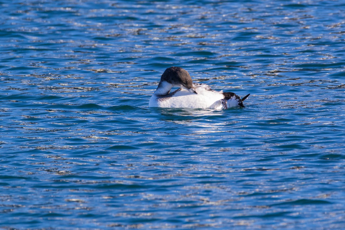 Гагара полярна - ML647256286