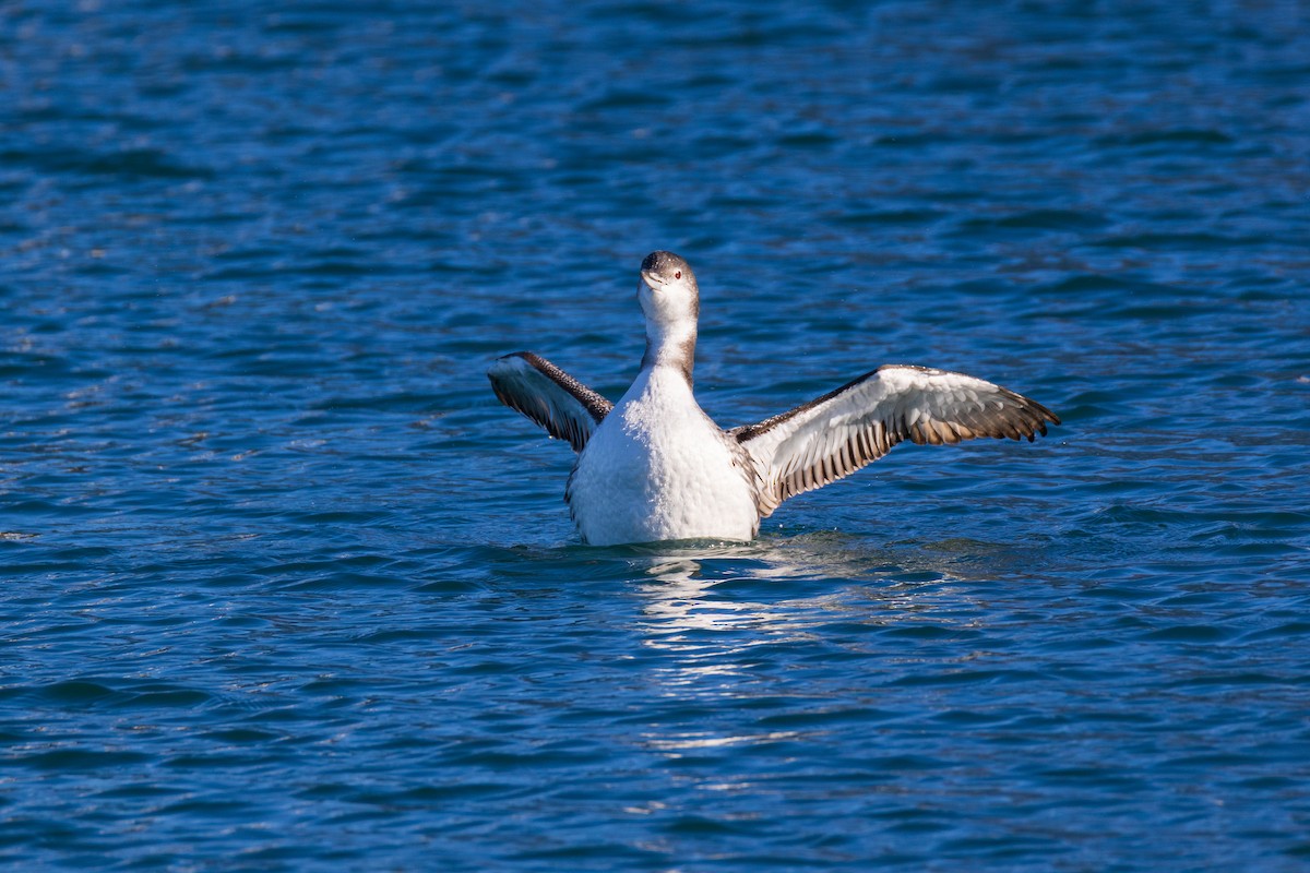 Гагара полярна - ML647256288