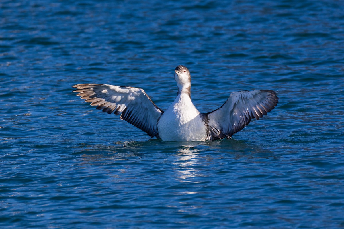 Гагара полярна - ML647256289