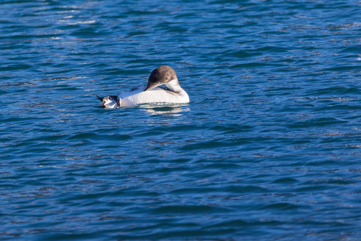 Гагара полярна - ML647256290