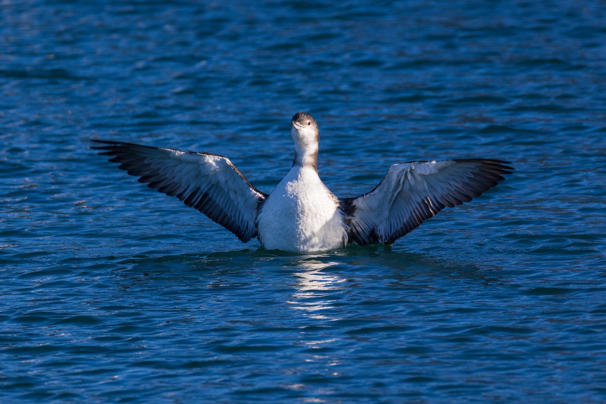 Гагара полярна - ML647256291