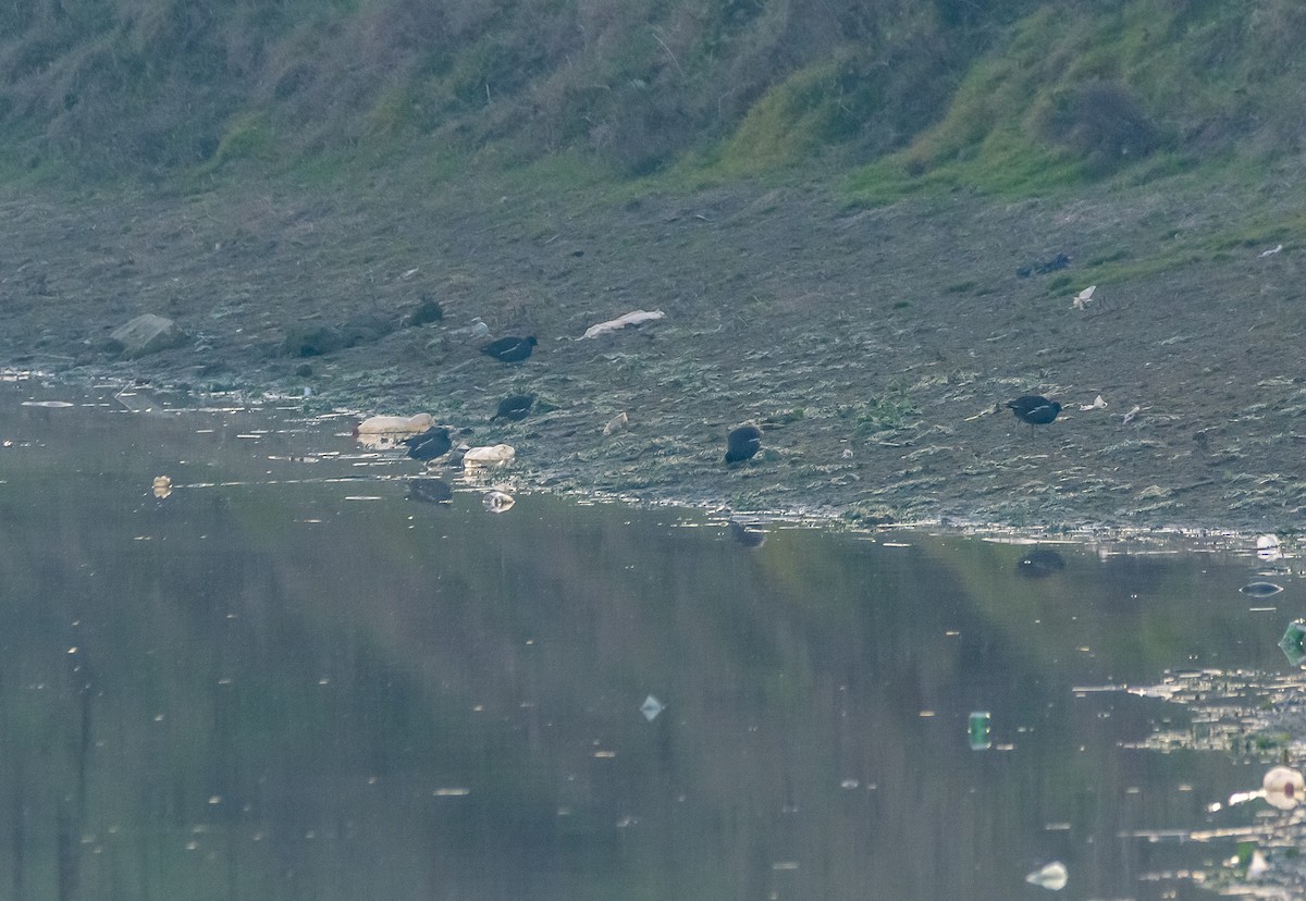 Курочка водяна - ML647256292