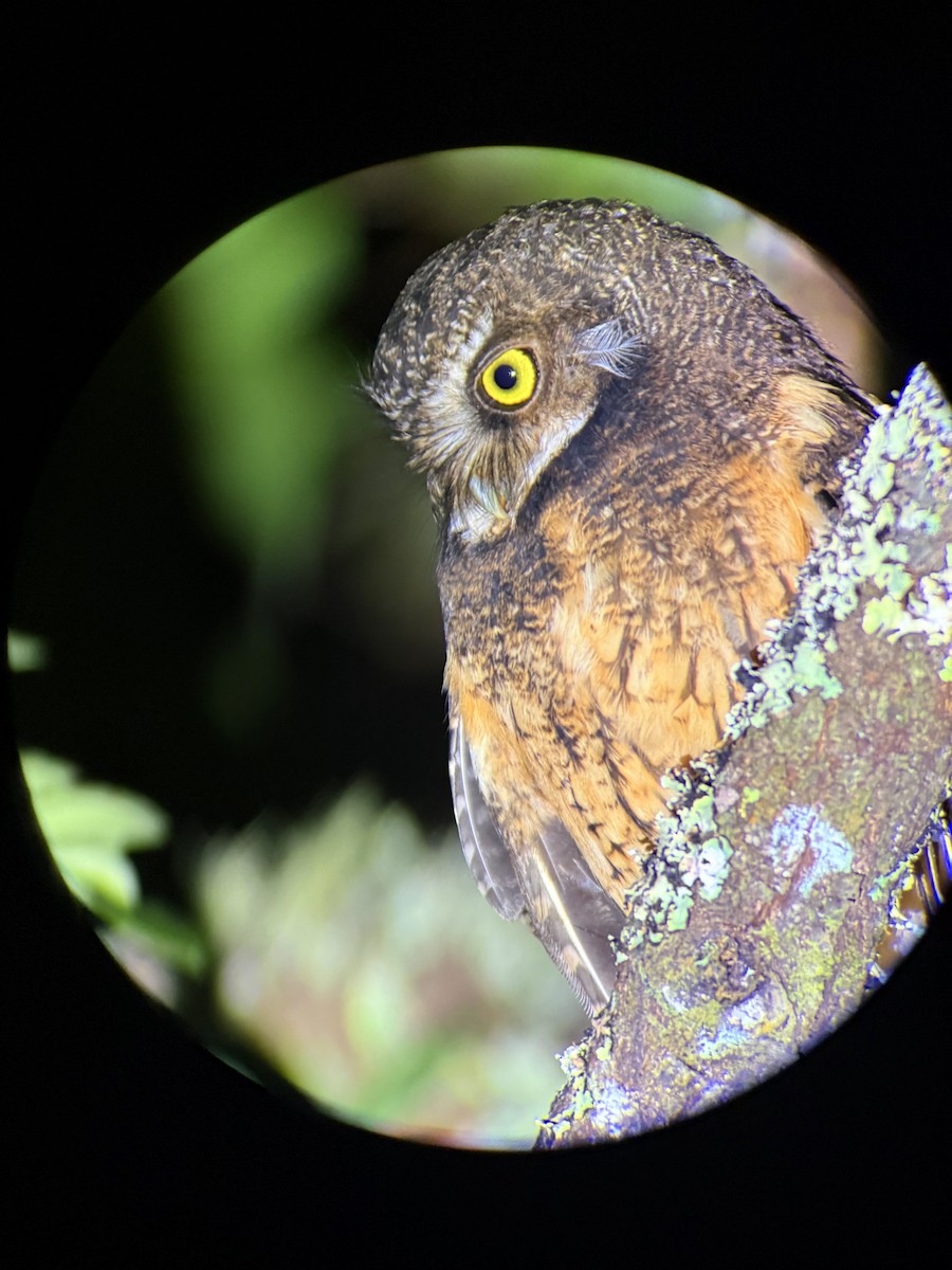 Сплюшка білогорла - ML647256293