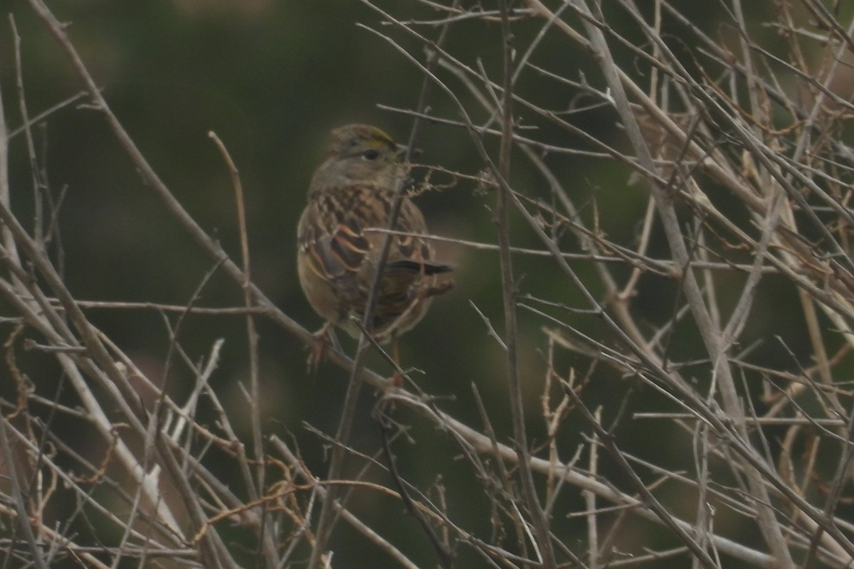 Бруант чорнобровий - ML647256294