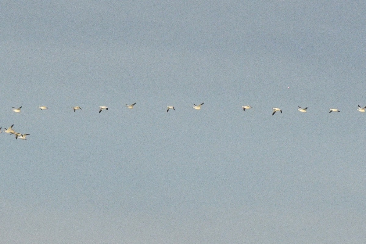 Гуска Роса - ML647256295