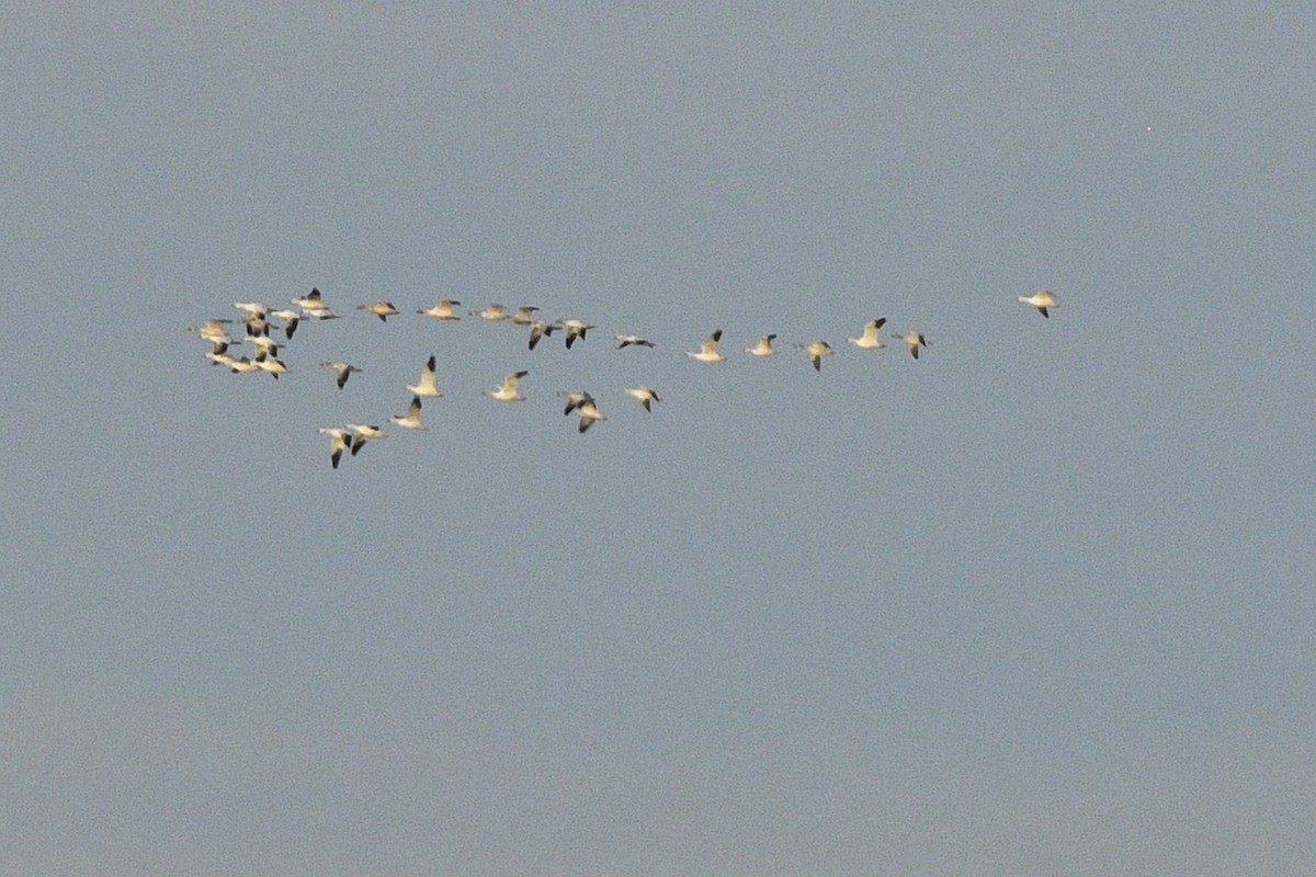 Гуска Роса - ML647256296