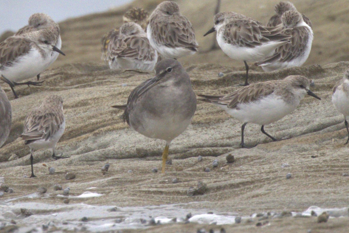 Коловодник аляскинський - ML647256297