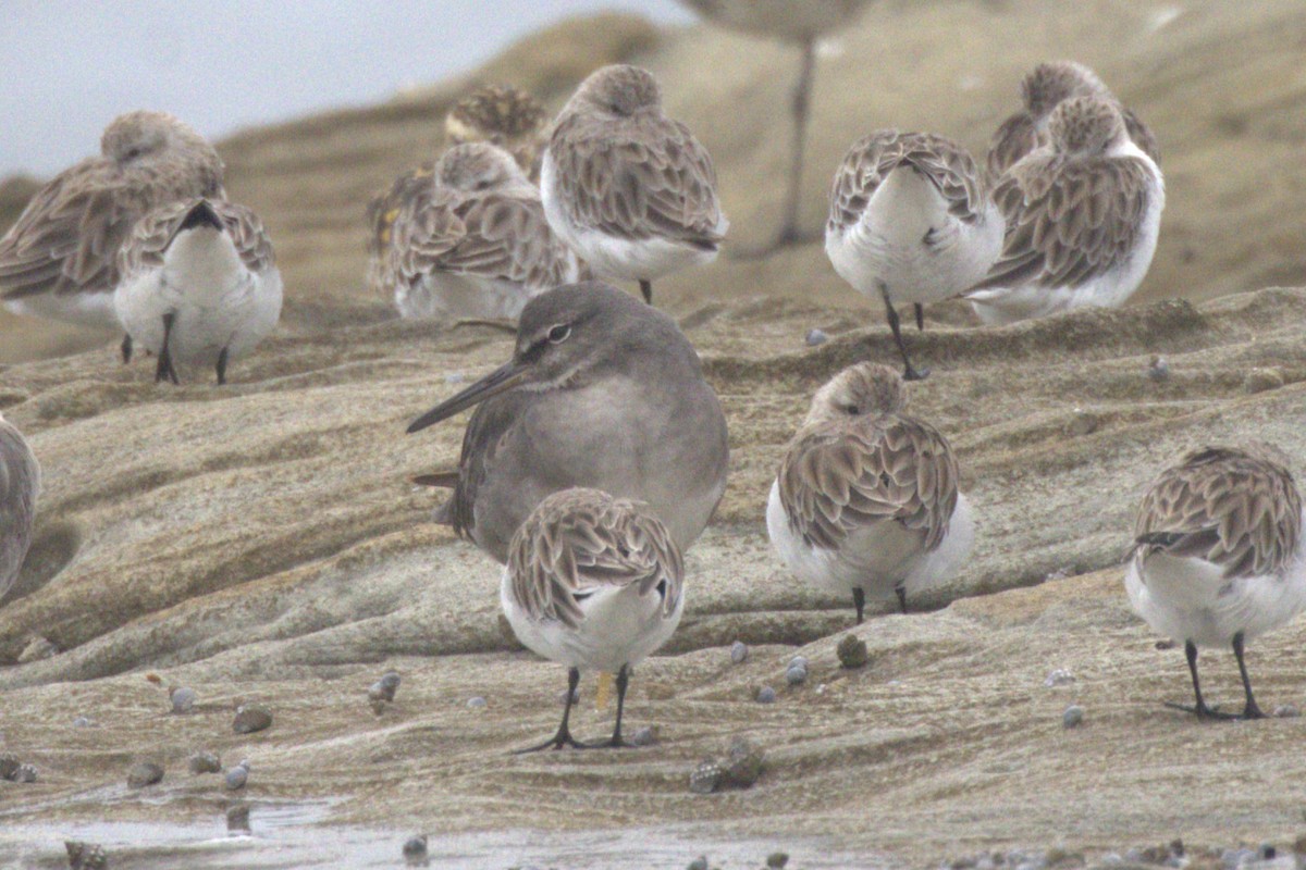 Коловодник аляскинський - ML647256298