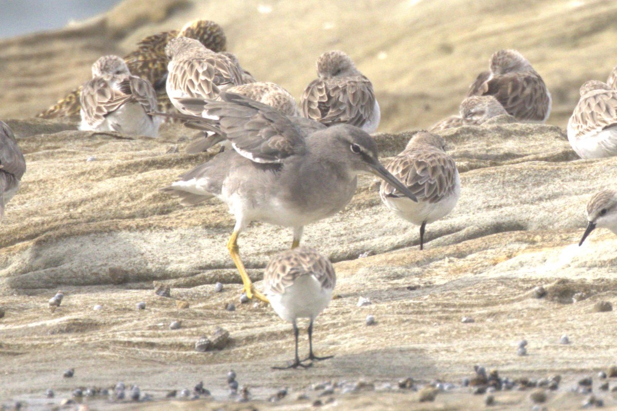 Коловодник аляскинський - ML647256299