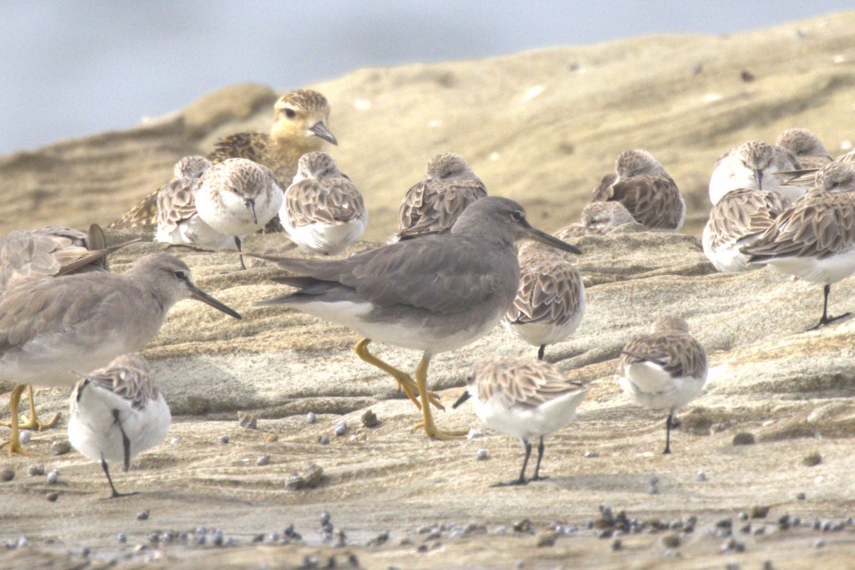 Коловодник аляскинський - ML647256300