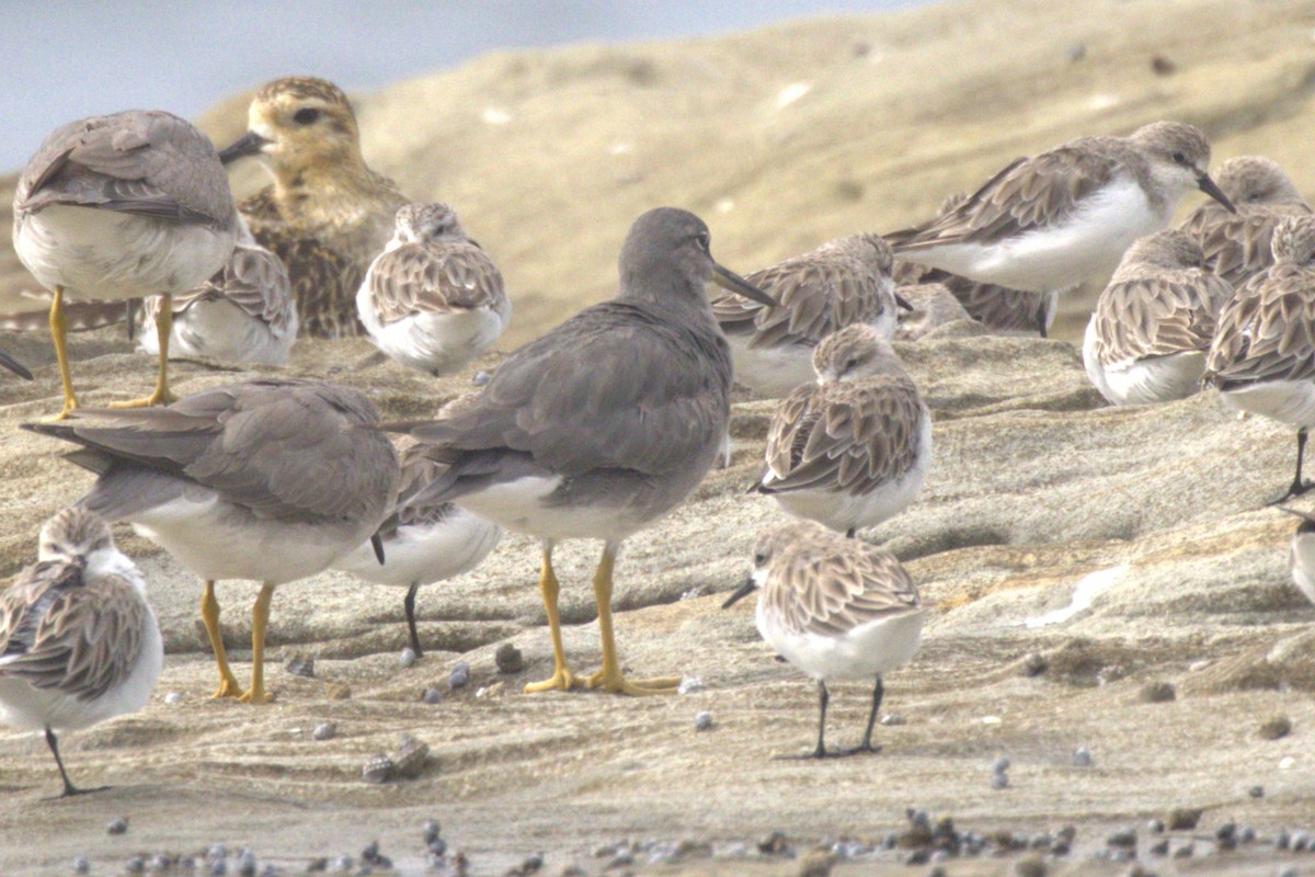 Коловодник аляскинський - ML647256301