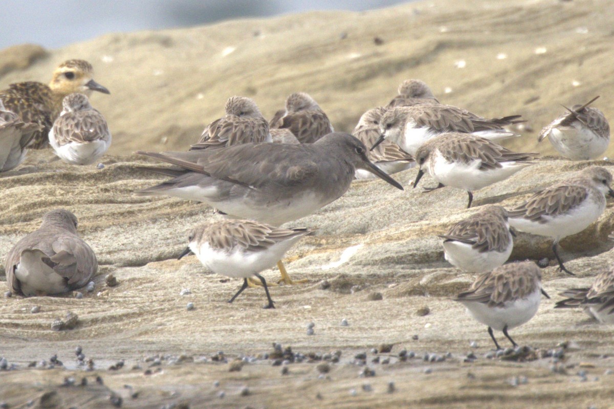 Коловодник аляскинський - ML647256302