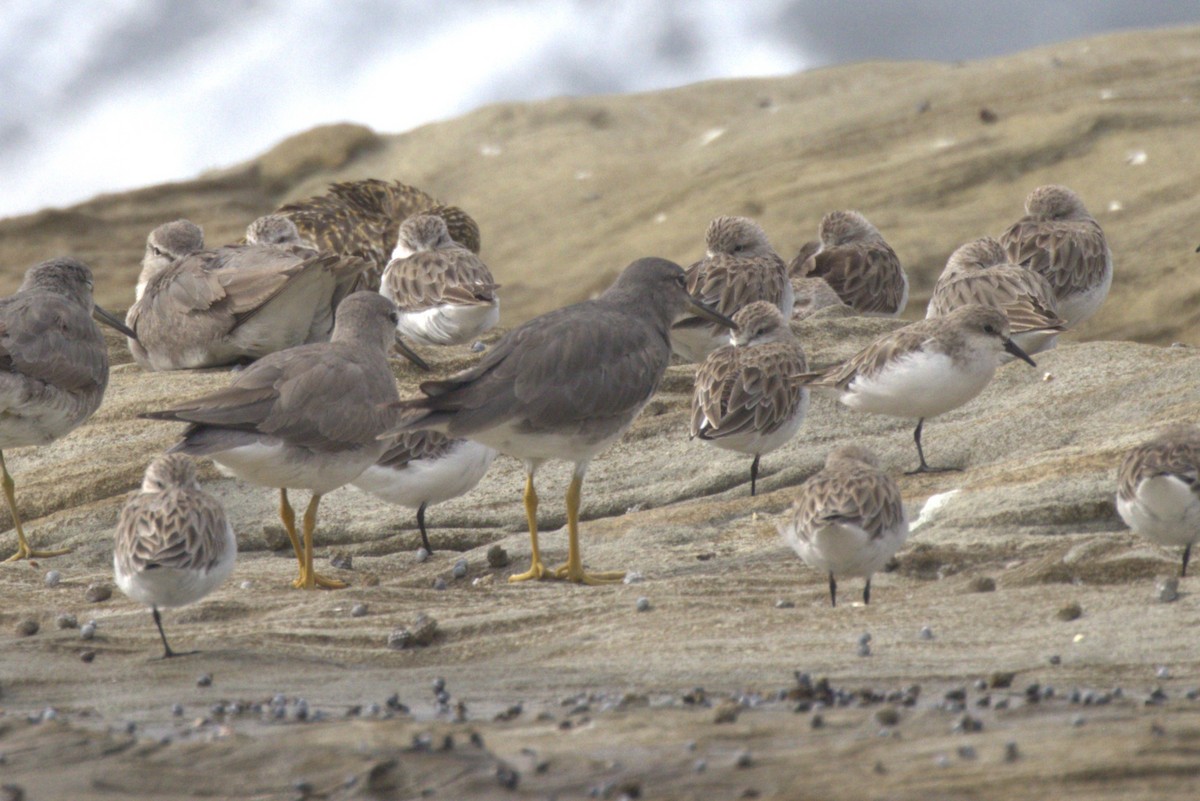 Коловодник аляскинський - ML647256304