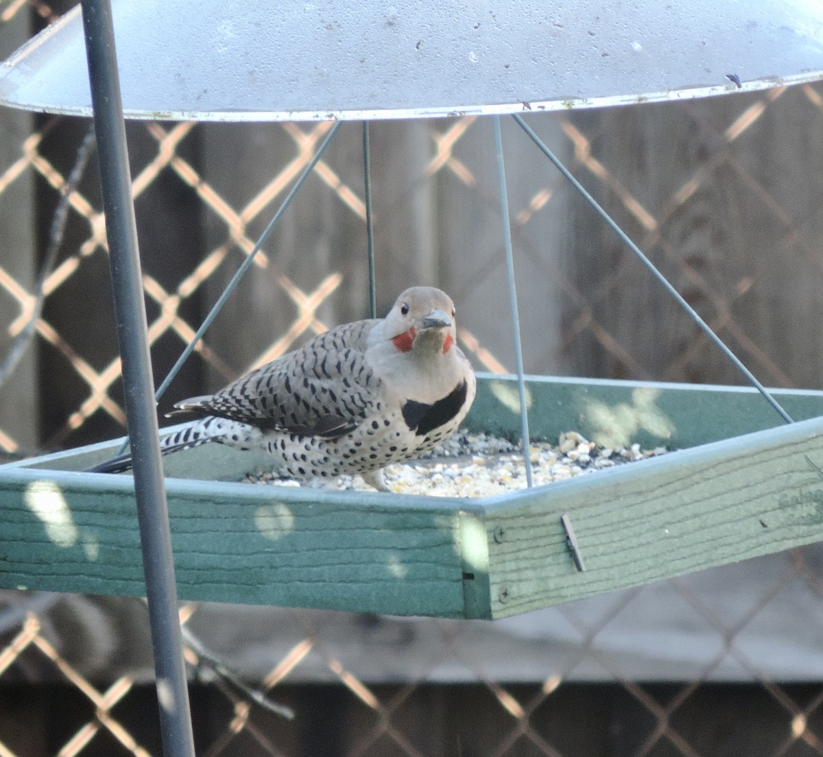 Декол золотистий [група cafer] - ML647256307