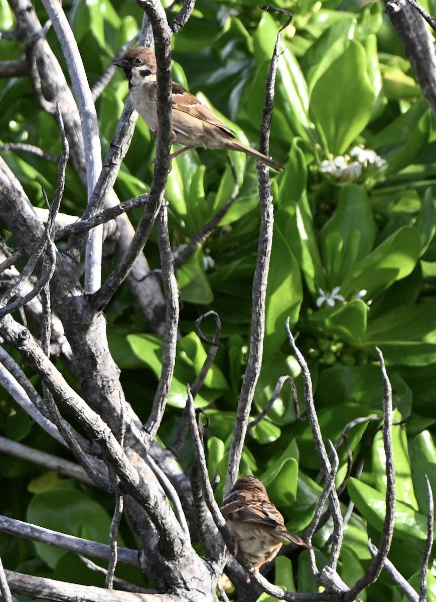 Горобець польовий - ML647256308