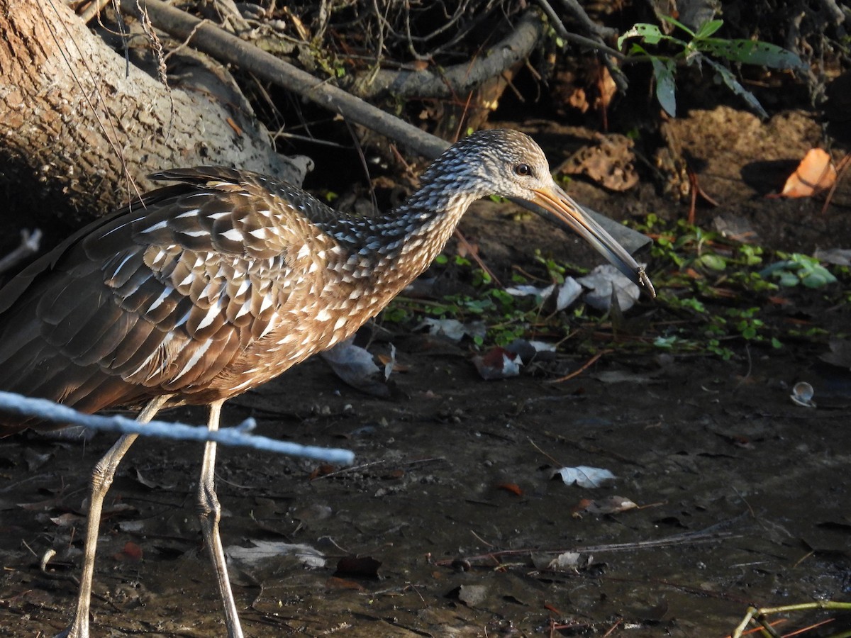 Арама - ML647256309