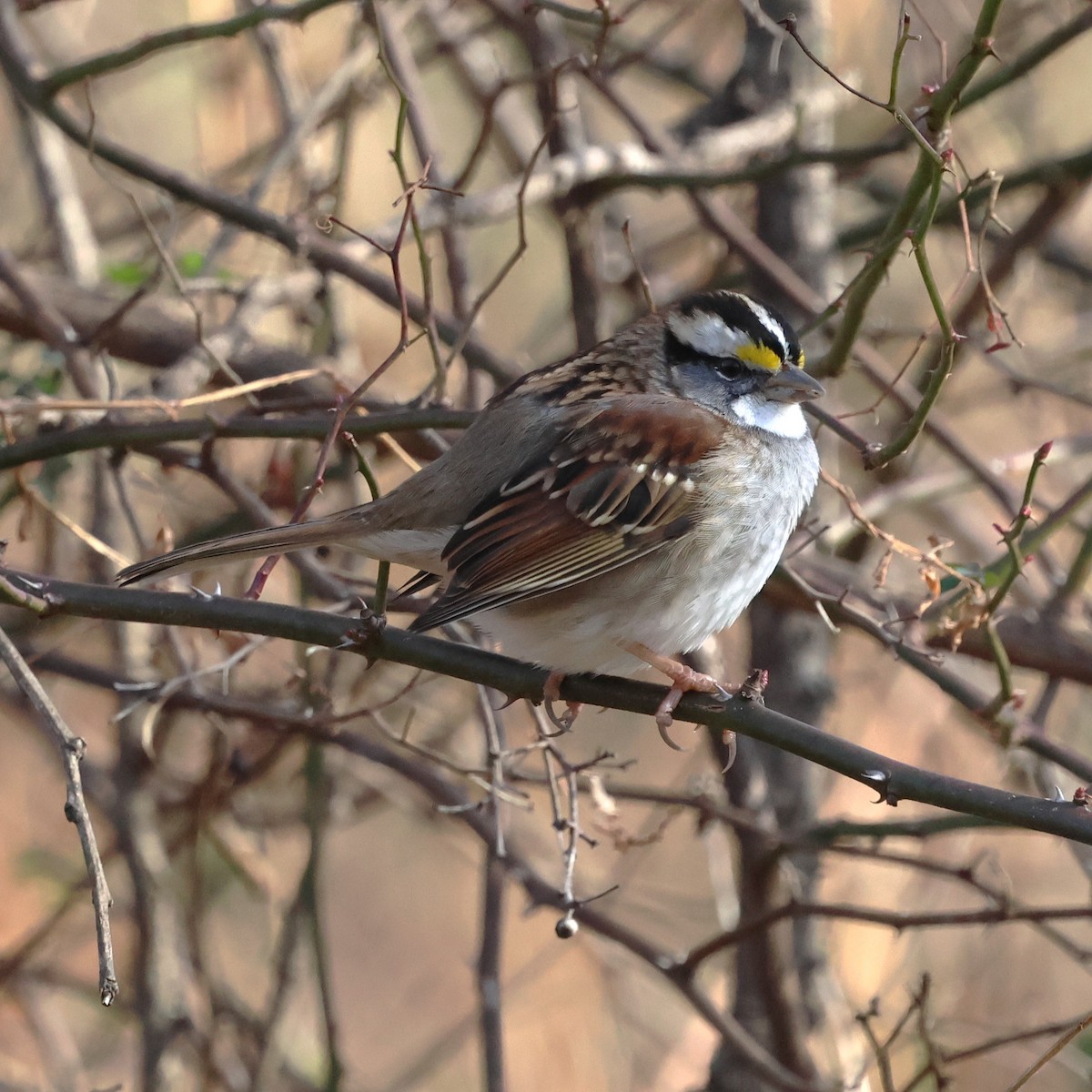 Бруант білогорлий - ML647256310
