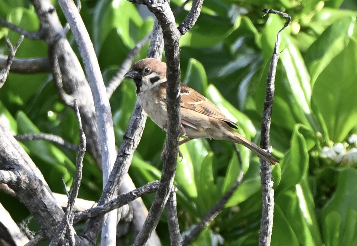Горобець польовий - ML647256311