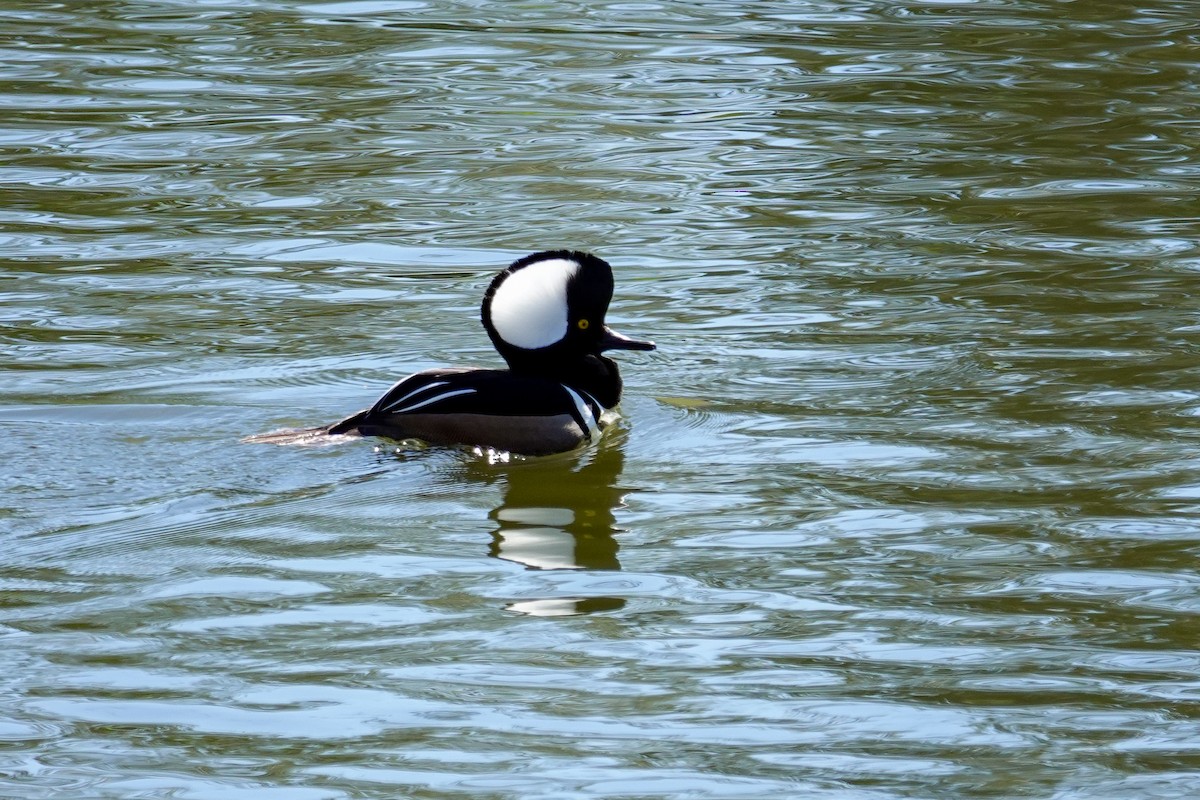 Крех жовтоокий - ML647256313