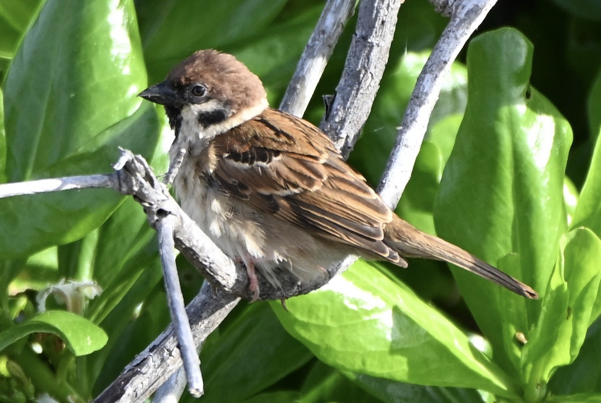 Горобець польовий - ML647256314