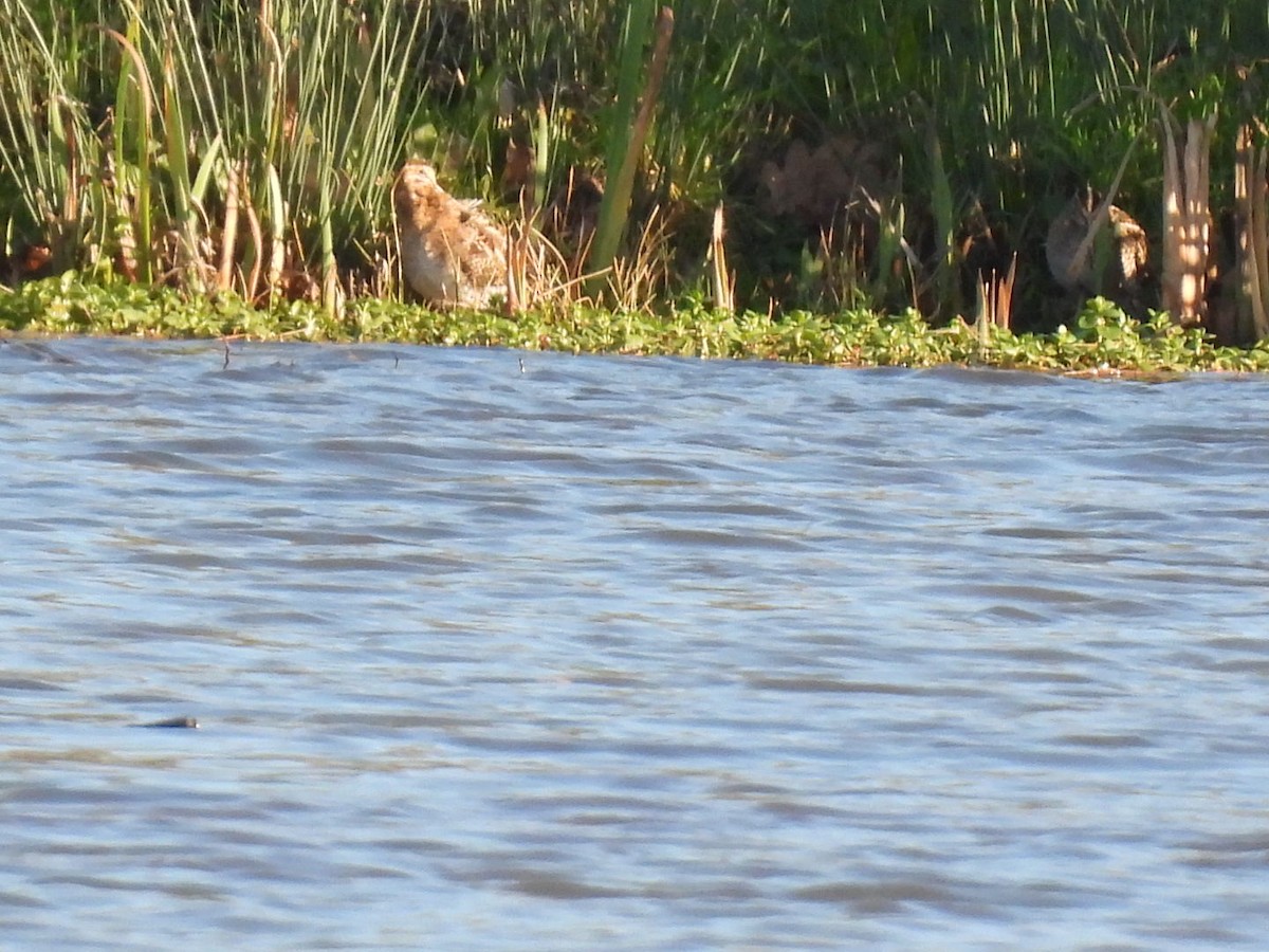 Баранець звичайний - ML647256315
