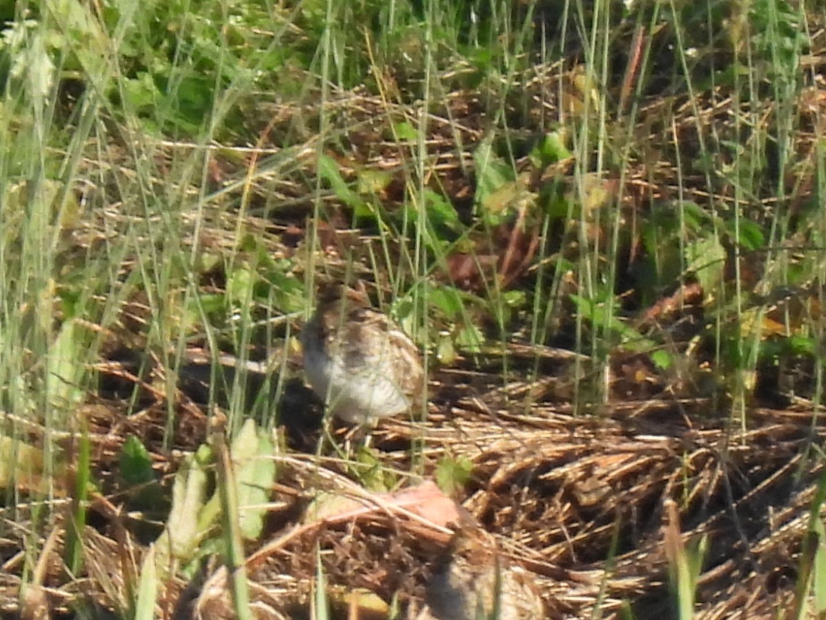 Баранець звичайний - ML647256316