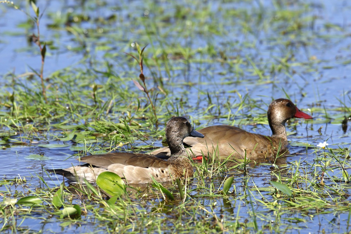 Brazilian Teal - ML647256318