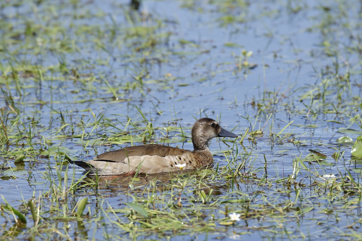 Brazilian Teal - ML647256319