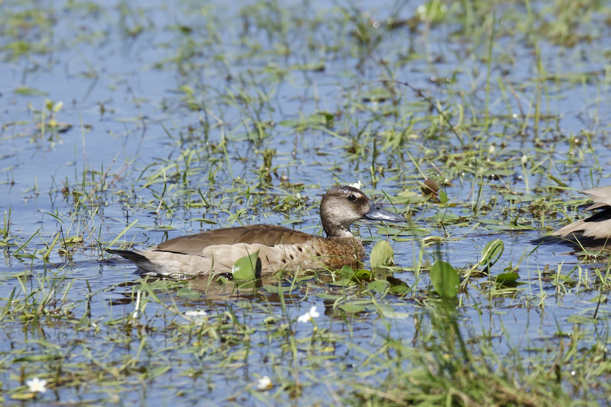 Brazilian Teal - ML647256320