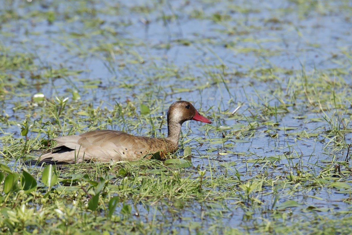 Brazilian Teal - ML647256321