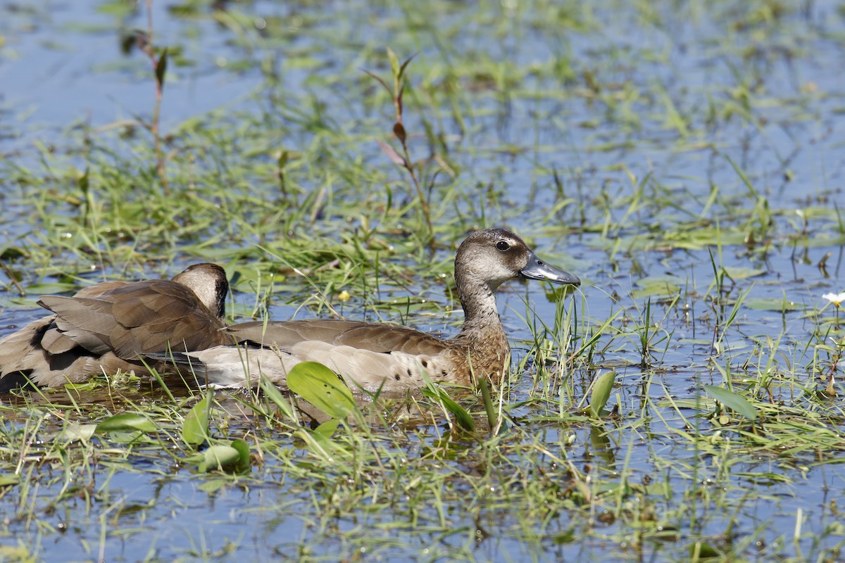 Brazilian Teal - ML647256322