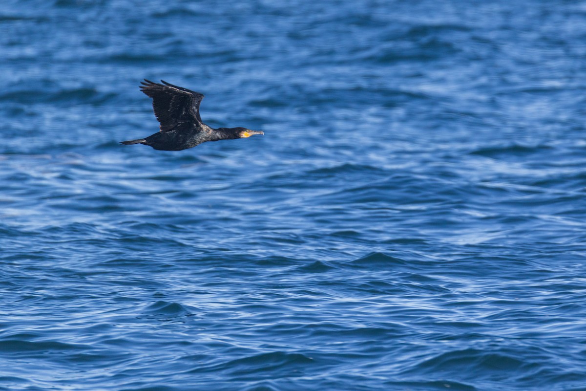 Большой баклан - ML647256324