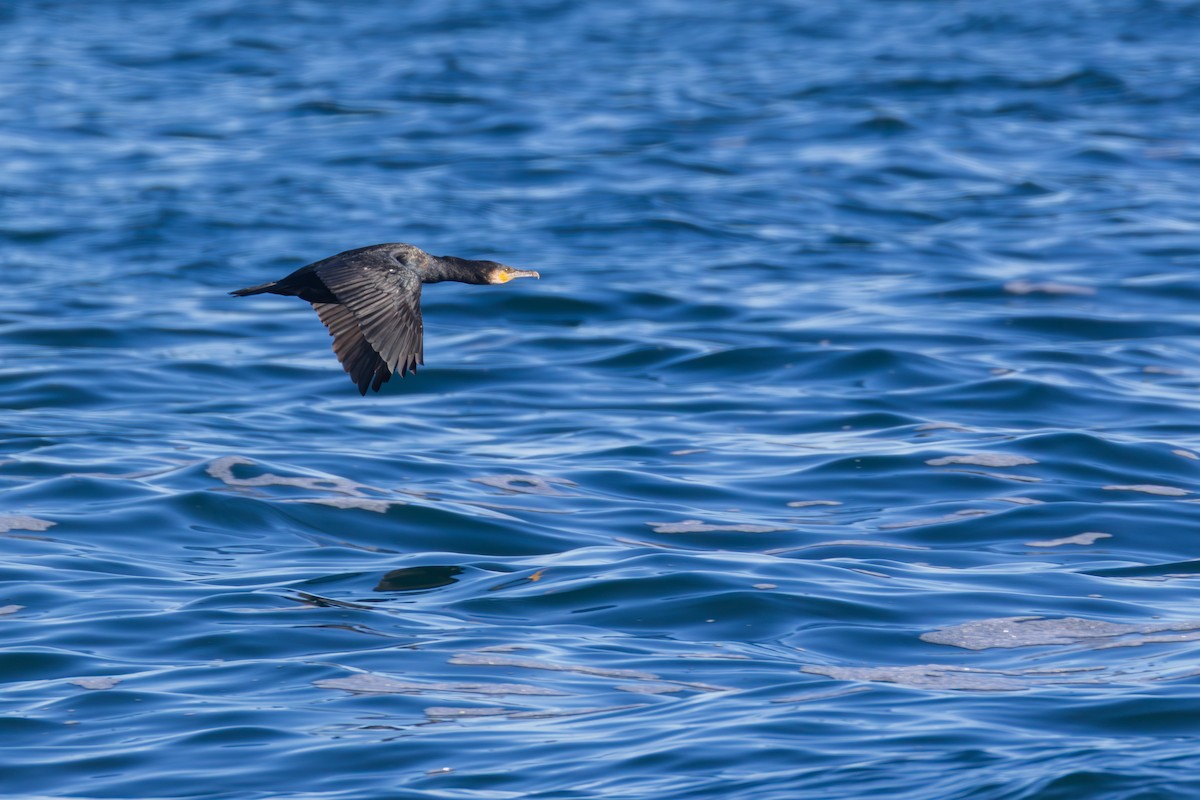 Большой баклан - ML647256326