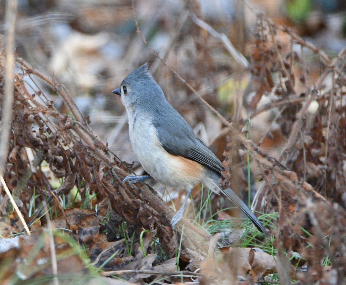 sýkora rezavoboká - ML647256327